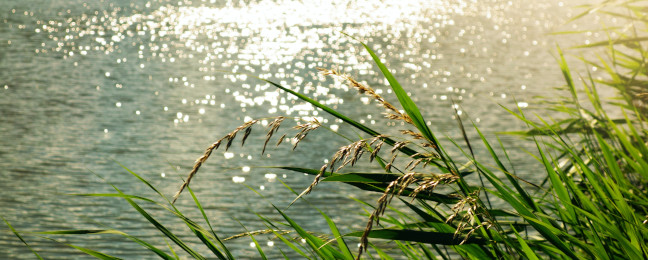 Étendue d'eau avec des herbes battant au vent à l'avant-plan